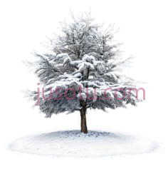 树,雪覆盖,白色PNG