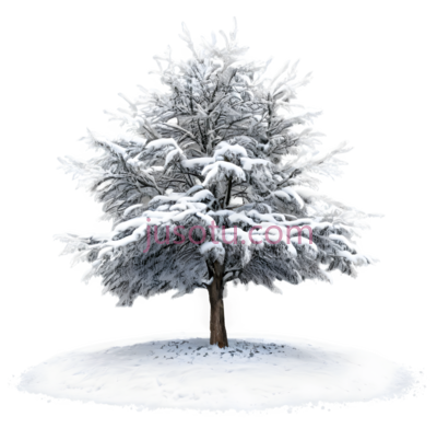 树,雪覆盖,白色, PNG