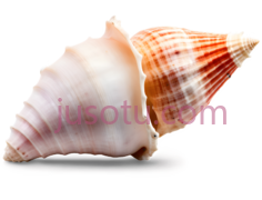 贝壳,海螺,自然PNG
