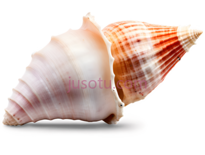 贝壳,海螺,自然, PNG