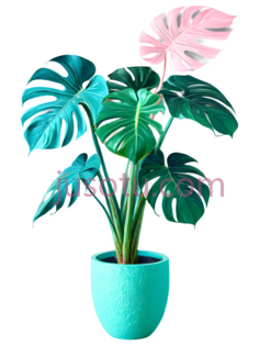 龟背竹叶, PNG