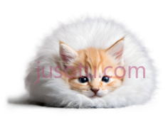 小猫,毛茸茸,橙色,白色PNG