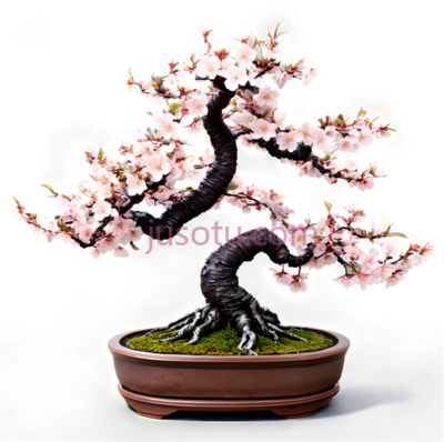 樱花,盆景, PNG