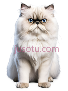 猫,长毛,白色PNG