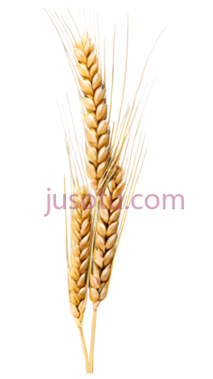 麦穗,插画,金黄色PNG
