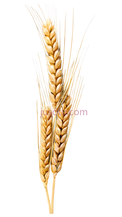 麦穗,插画,金黄色, PNG