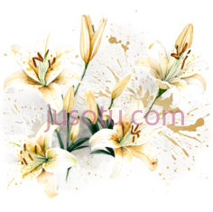 百合花,插画,白色, PNG