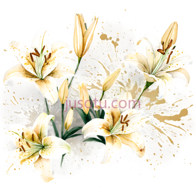 百合花,插画,白色, PNG