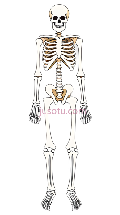 女性,骨骼, PNG