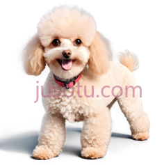 狗,卷毛,浅棕色PNG