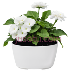 盆栽,现代,白色PNG