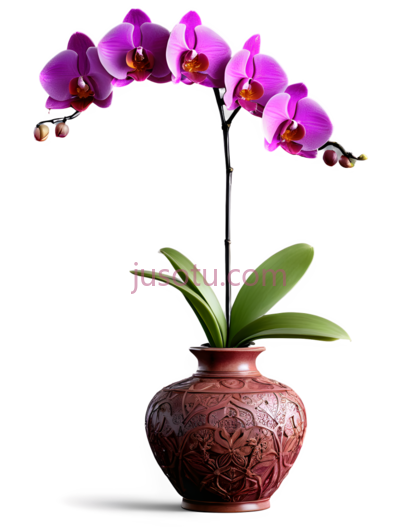兰花,传统中式花瓶,紫色, PNG