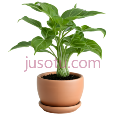 植物,盆栽,绿色, PNG