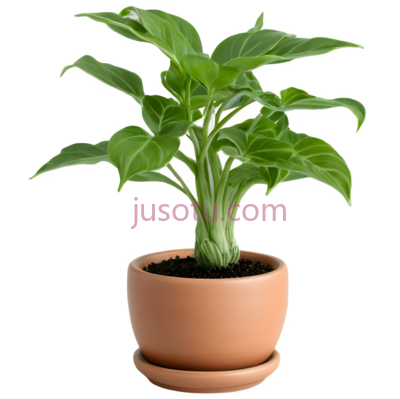 植物,盆栽,绿色, PNG