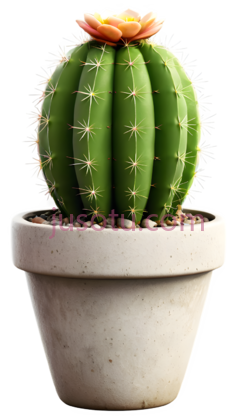 仙人掌,盆栽植物,绿色PNG