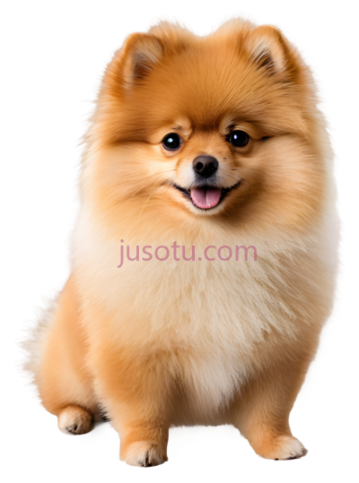 博美犬,站立,浅棕色, PNG