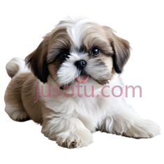 小狗,可爱,棕色,白色PNG