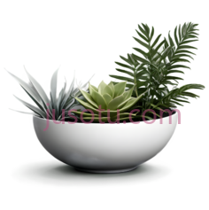 多肉植物,现代,绿色,白色PNG