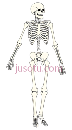 骨骼,卡通,白色PNG