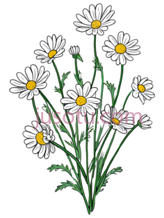 雏菊,插画,白色,黄色, PNG