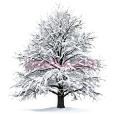 树,雪覆盖,白色PNG