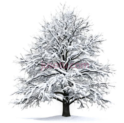 树,雪覆盖,白色, PNG