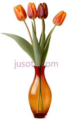 郁金香,橙色PNG