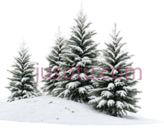 雪松,插画,白色, PNG