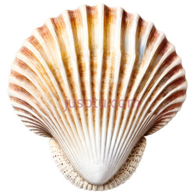 彩色,鲍鱼,贝壳, PNG