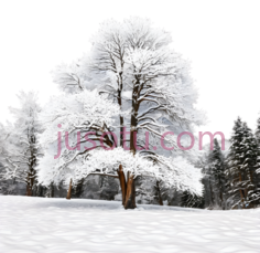 树,冬季雪景,白色PNG