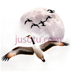 鸟,飞翔,白色PNG