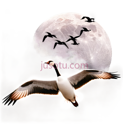 鸟,飞翔,白色, PNG