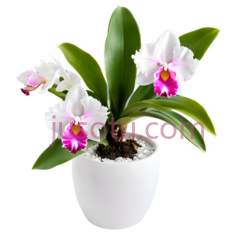 兰花,盆栽植物,白色,粉色PNG