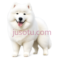 萨摩耶犬,站立,白色PNG