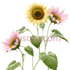 向日葵,粉花PNG