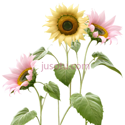 向日葵,粉花, PNG