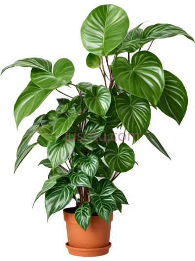 攀爬植物, PNG