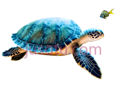 海龟PNG