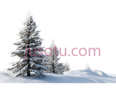 雪松,自然,白色PNG