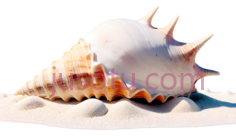 贝壳,自然,白色,橙色PNG