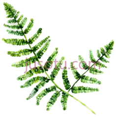 蕨类植物PNG
