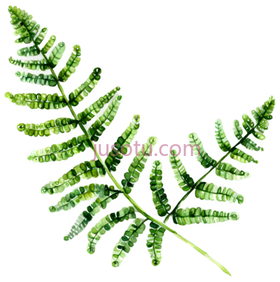 蕨类植物, PNG