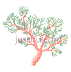 植物,珊瑚PNG