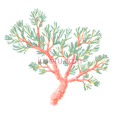 植物,珊瑚, PNG