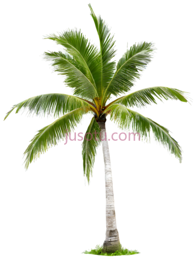 椰树,椰子, PNG
