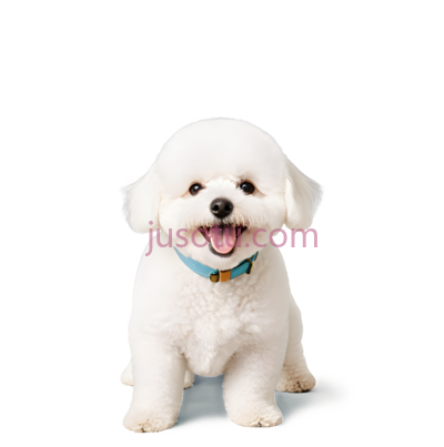 狗,白色卷毛,白色, PNG