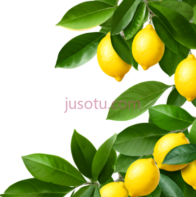 柠檬树, PNG