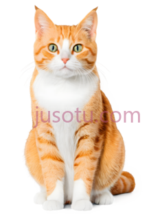 猫,坐着,橘色,白色PNG