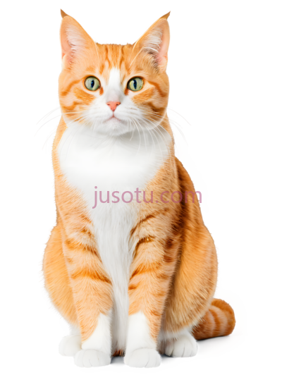 猫,坐着,橘色,白色, PNG