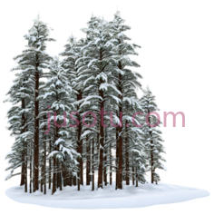 雪松,插画,白色,棕色, PNG